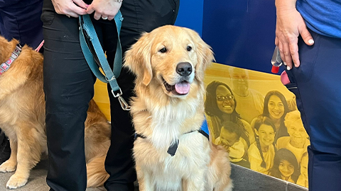 pet therapy dog honeycrisp at memorial regional hospital