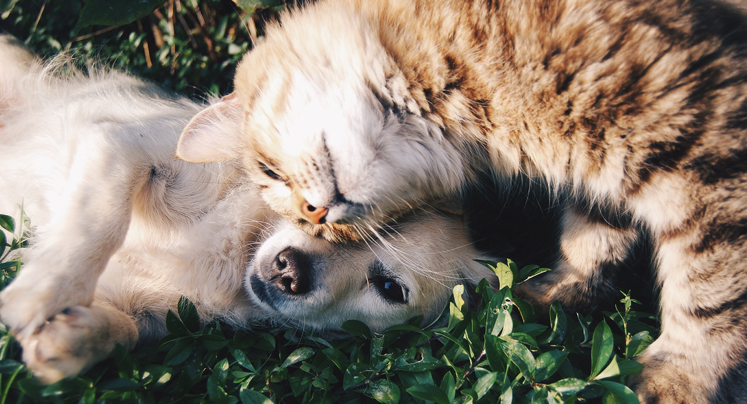 dog and cat playing in grass